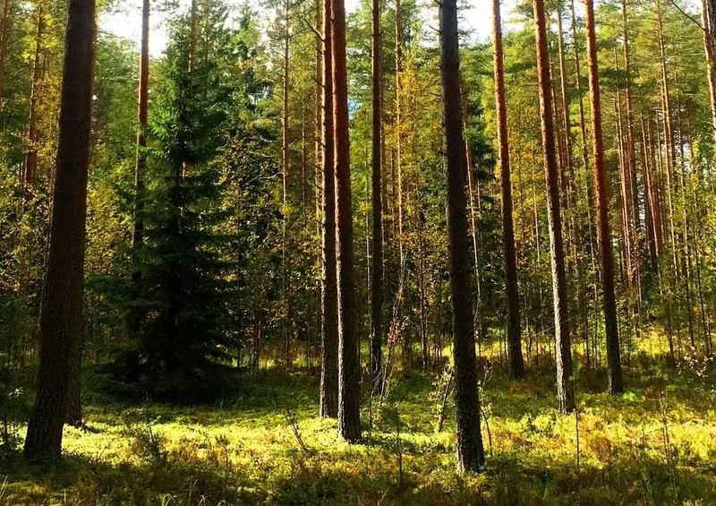 50619 Natur - Wald Puzzle