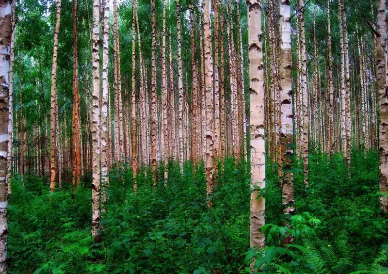 50599 Natur - Wald Puzzle