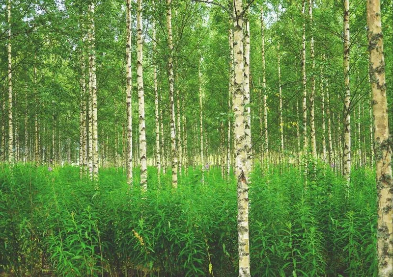 50591 Natur - Wald Puzzle