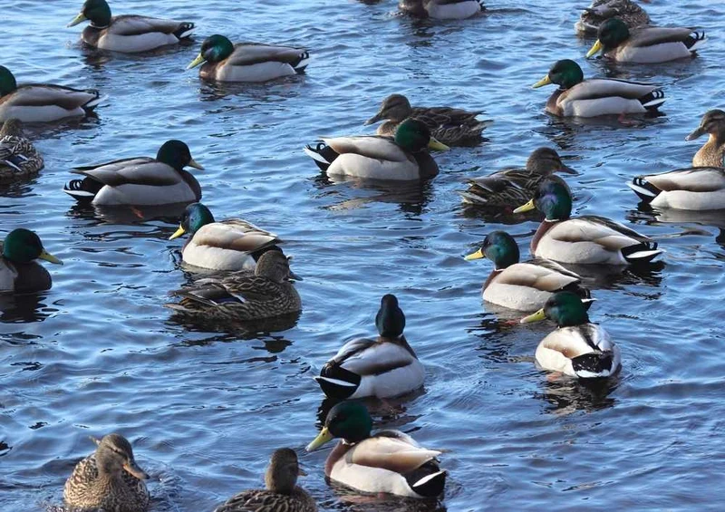 53679 Tierwelt - Stockenten Puzzle