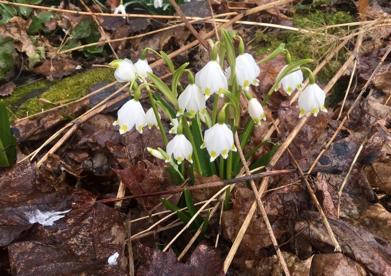50712 Natur - Schneeglöckchen Puzzle