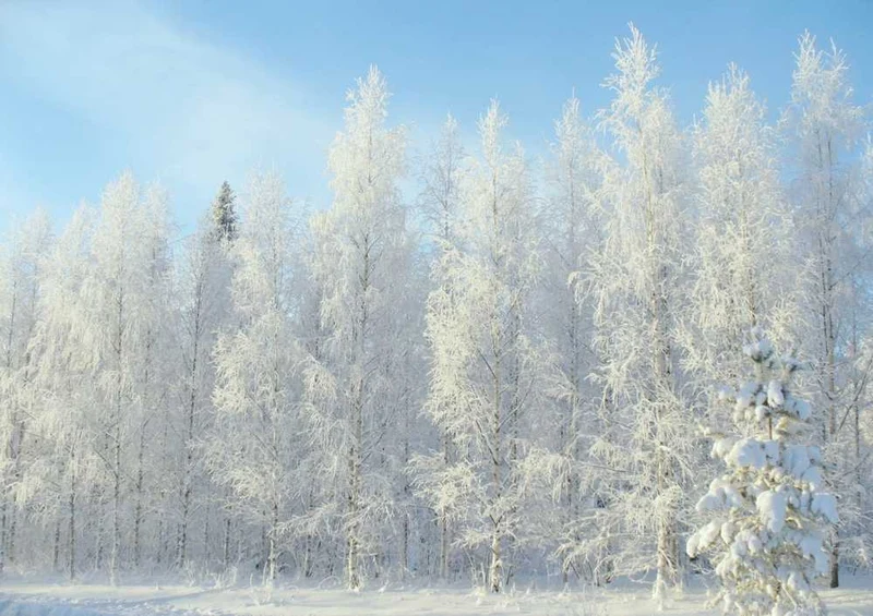50530 Natur - Winter Puzzle