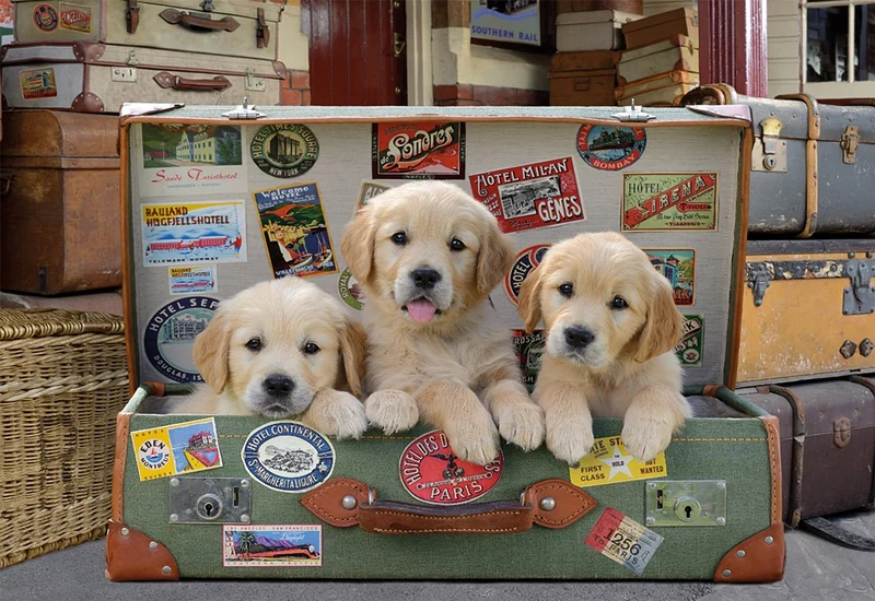 PFG Puppies in the Luggage, Greg Cuddiford (500 pcs) (Usage/Used - PUZZLES FOR GOOD)