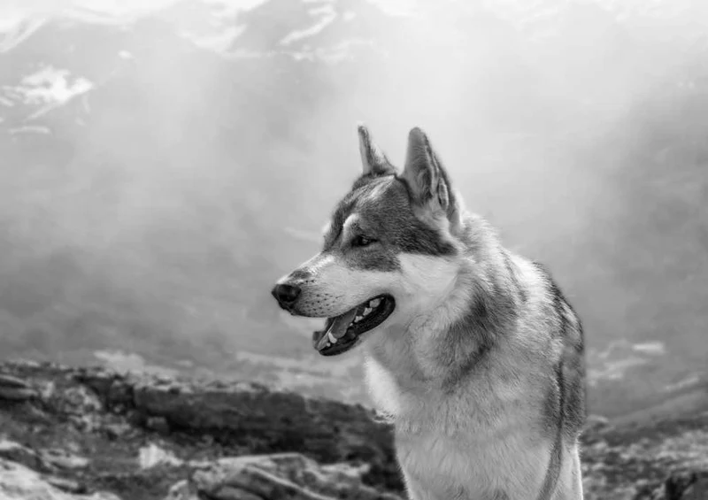 66357 Tierwelt - Husky Puzzle