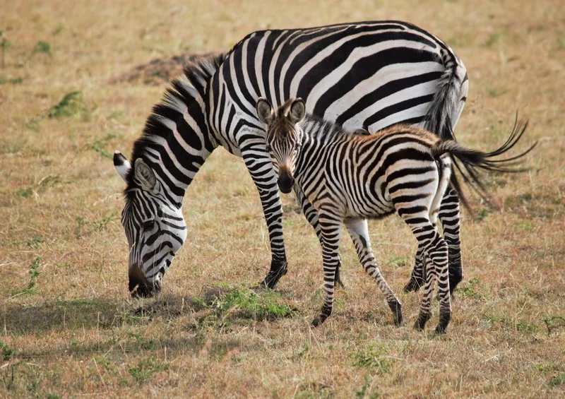 18312 Natur - Zebra Puzzle