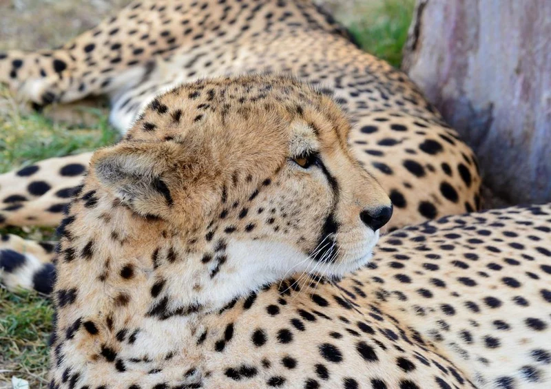 18304 Natur - Leopard Puzzle