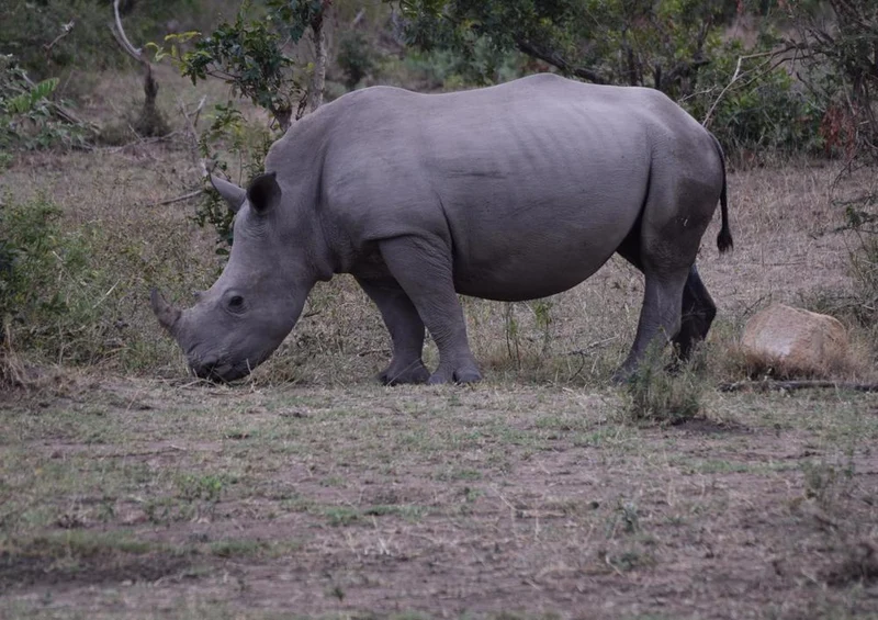 18299 Natur - Nashorn Puzzle