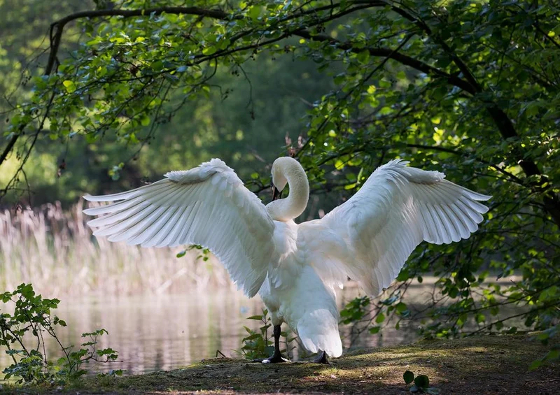 18078 Tierwelt - Schwan Puzzle