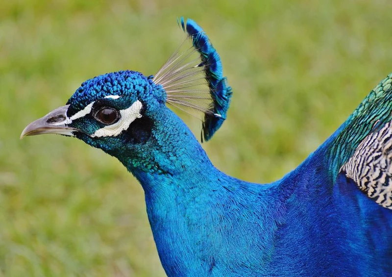 18077 Tierwelt - Pfau Puzzle