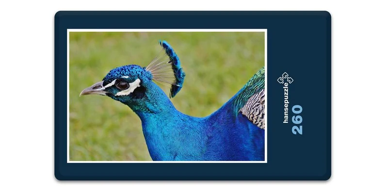 18077 Tierwelt - Pfau Puzzle