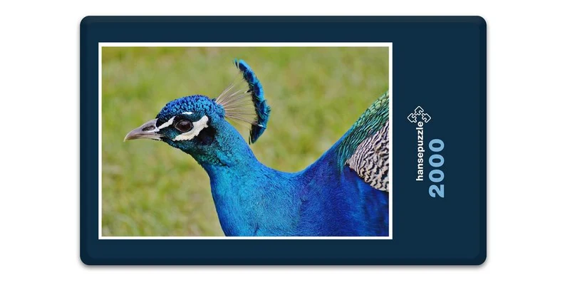 18077 Tierwelt - Pfau Puzzle