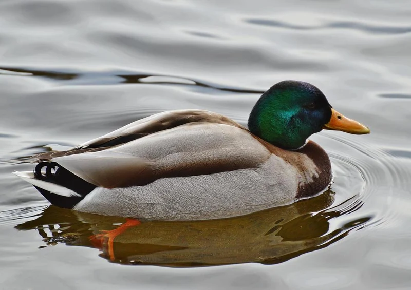 18076 Tierwelt - Ente Puzzle
