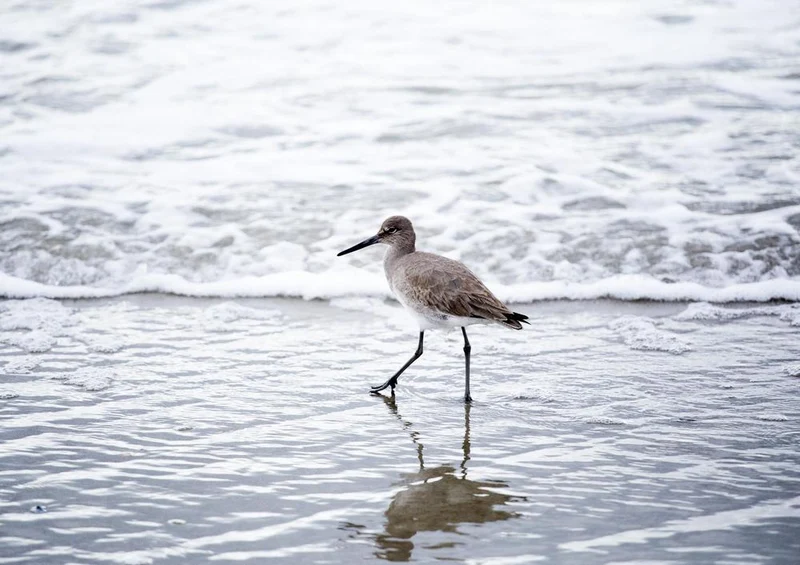 18075 Tierwelt - Vogel am Strand Puzzle