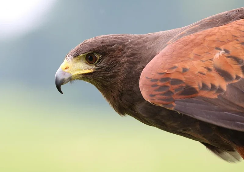 18072 Tierwelt - Raubvogel Puzzle