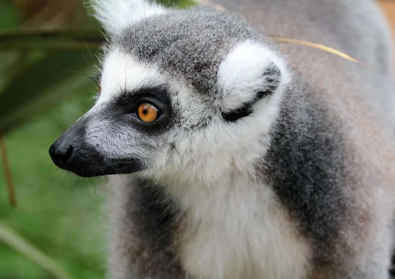 18295 Natur - Lemur Puzzle