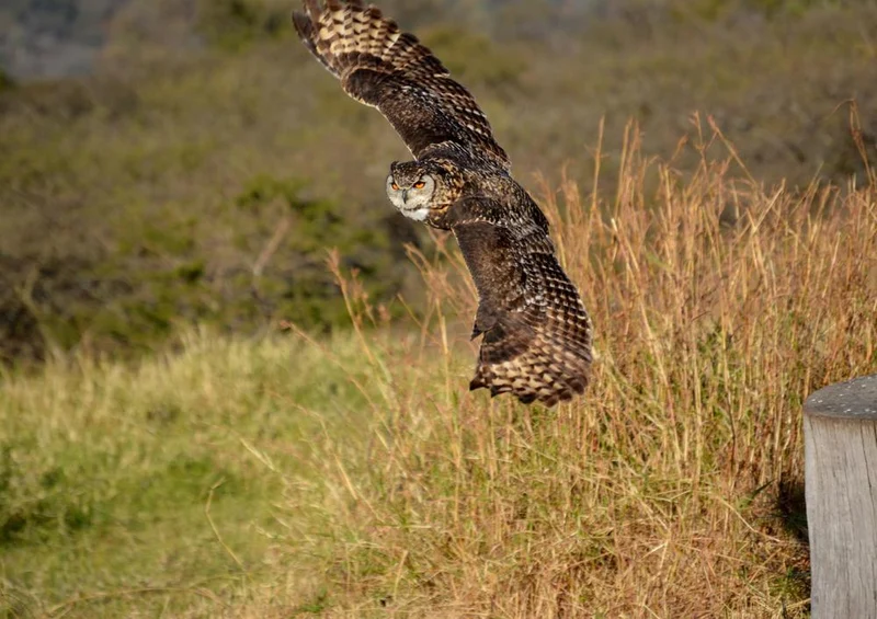 18273 Natur - Vogelflug Puzzle