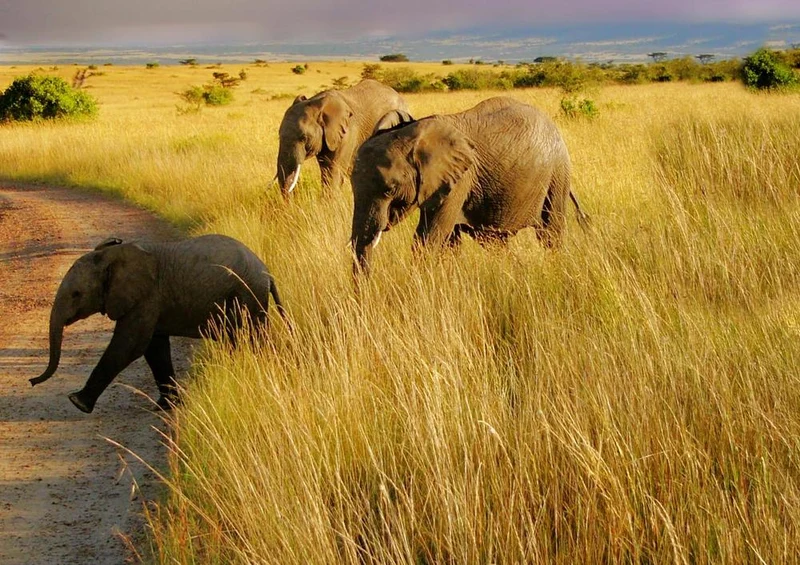 18292 Natur - Safari Puzzle