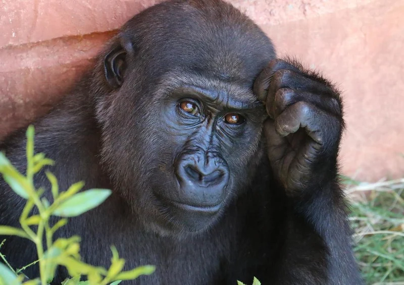 18291 Natur - Gorilla Puzzle