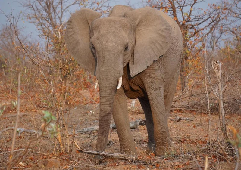 18289 Natur - Elefant Puzzle