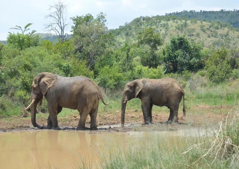 18287 Natur - Elefant Puzzle