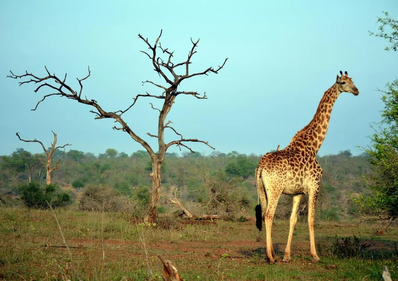 18286 Natur - Giraffe Puzzle