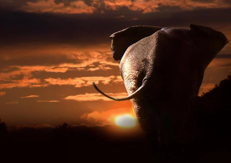 18284 Natur - Elefant Puzzle