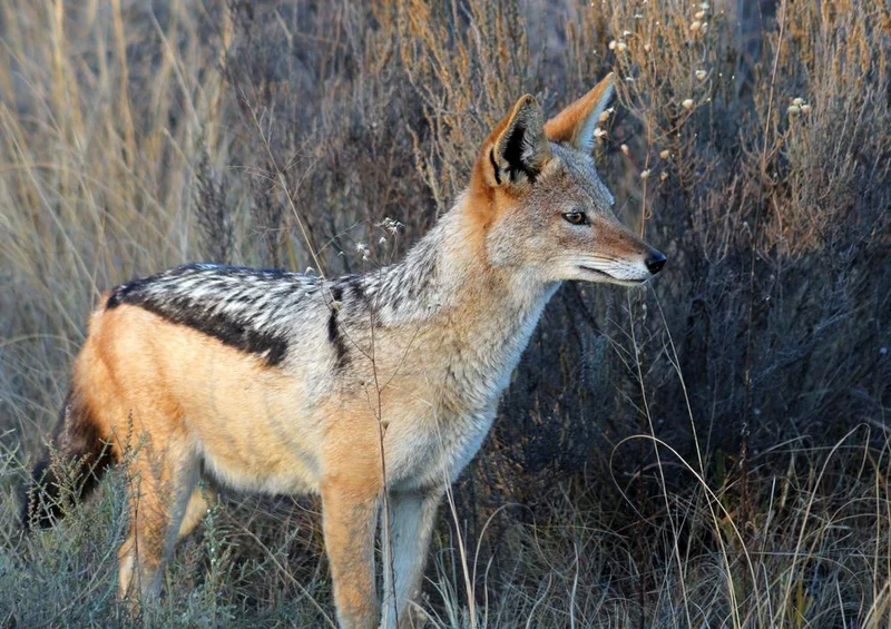 18277 Natur - Fuchs Puzzle