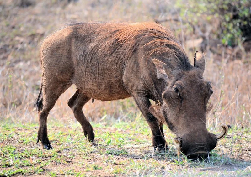 18275 Natur - Warzenschwein Puzzle
