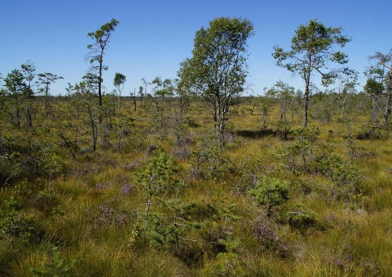 18404 Natur - Moorlandschaft Puzzle