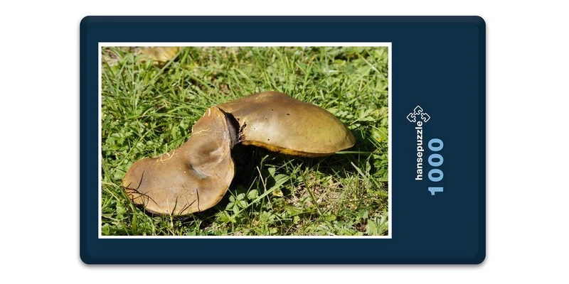 18413 Natur - Pilz Puzzle