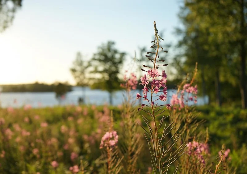 18384 Natur - Blumenwiese Puzzle