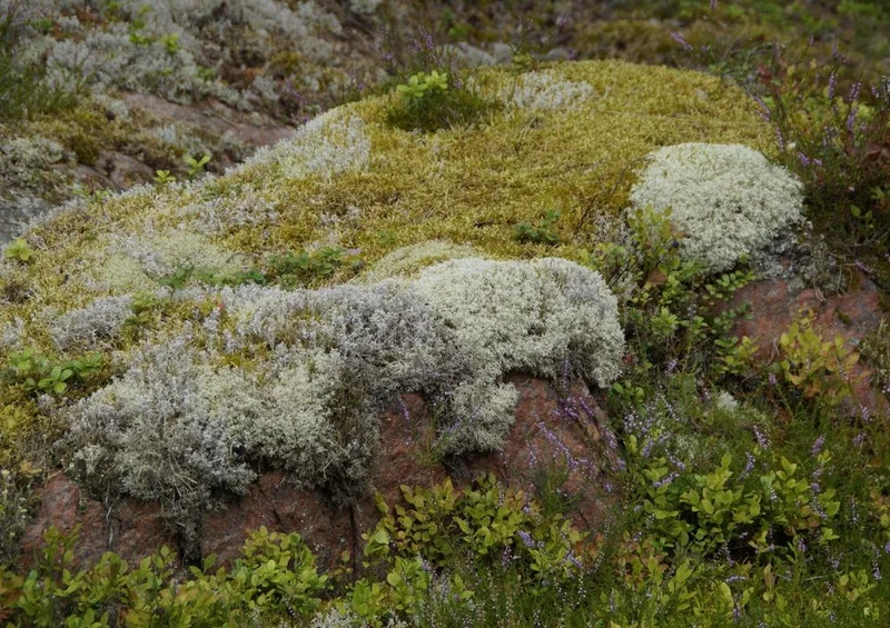 18380 Natur - Steinlandschaft Puzzle