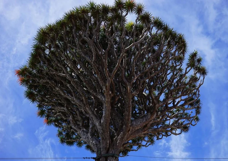 18337 Natur - Baum Puzzle
