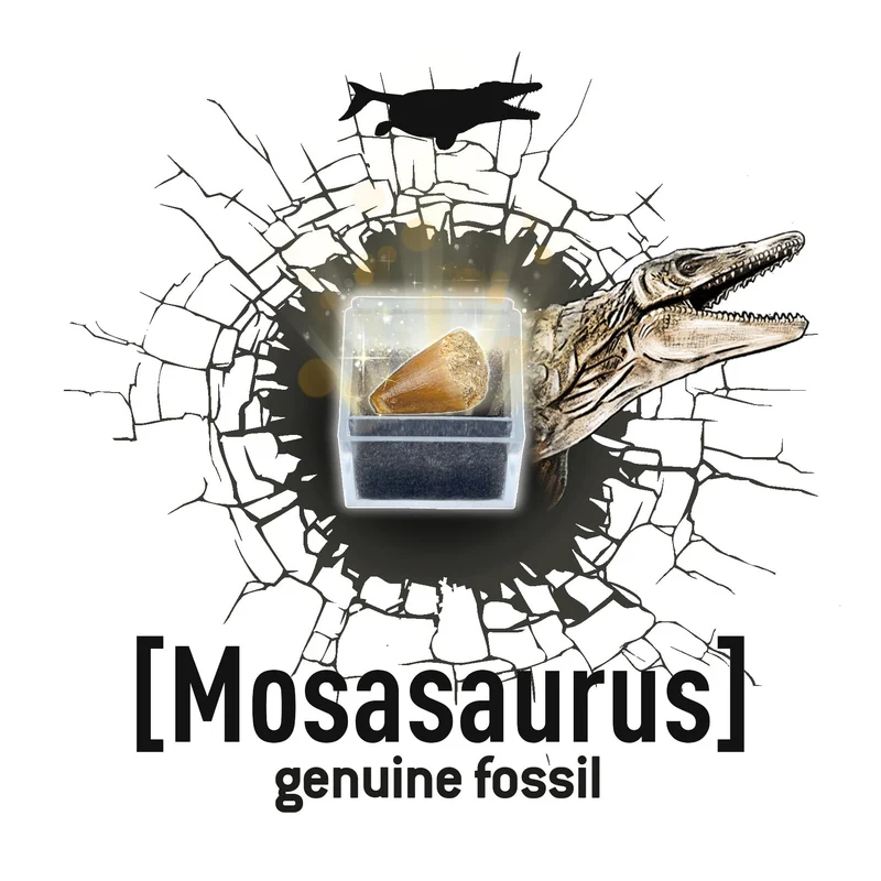 Kleiner Paläontologe - Brachiosaurus
