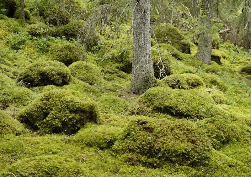 18390 Natur - Vegetation Puzzle