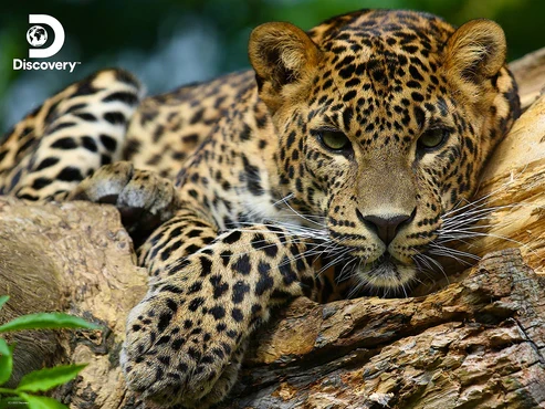 Discovery - Leopard (3D Puzzle) (500pcs)