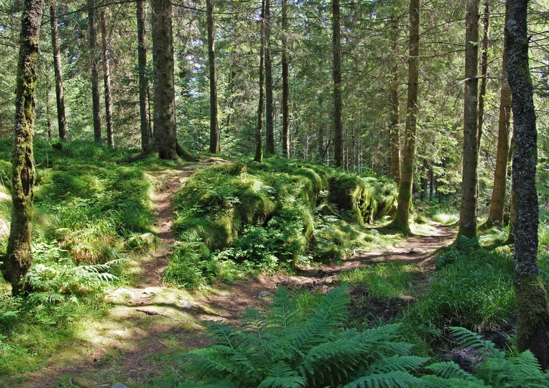 67127 Natur - Wald Puzzle