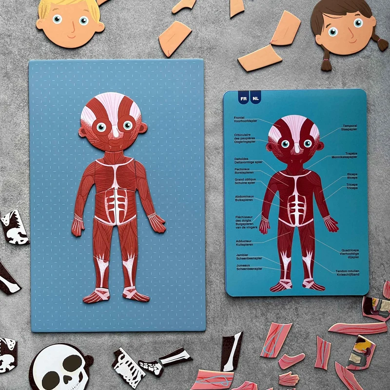 Magnetisches Puzzle – Der menschliche Körper