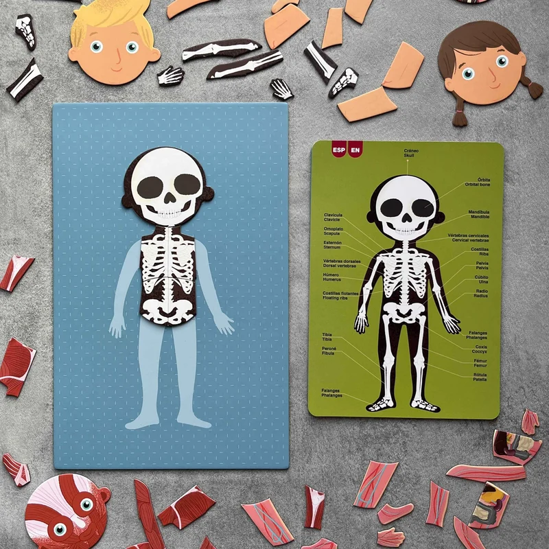 Magnetisches Puzzle – Der menschliche Körper