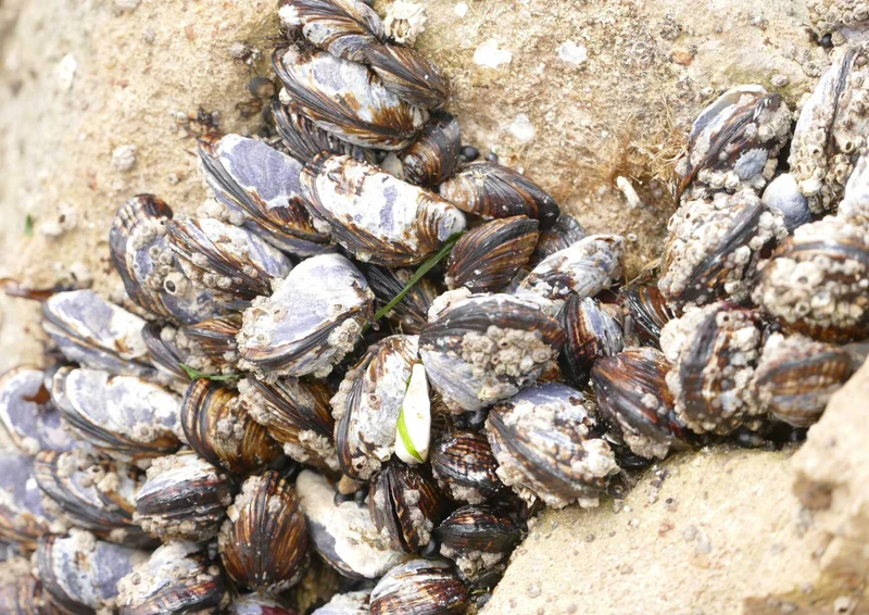 89827 Natur - Miesmuscheln Puzzle