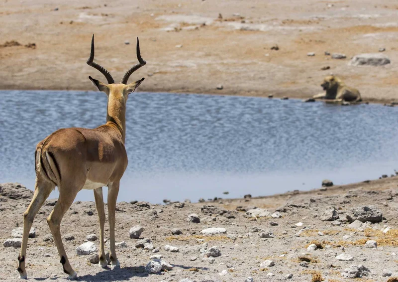 90185 Tierwelt - Gazelle Puzzle