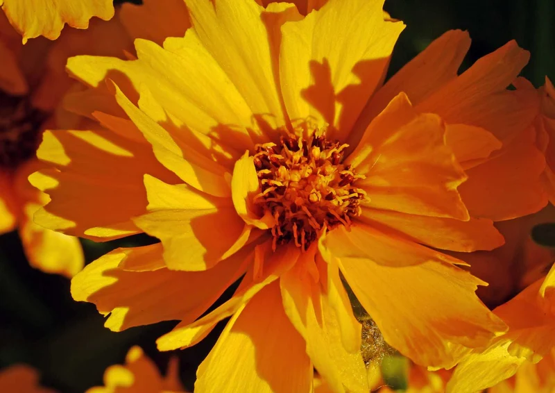 89167 Natur - Blume Puzzle