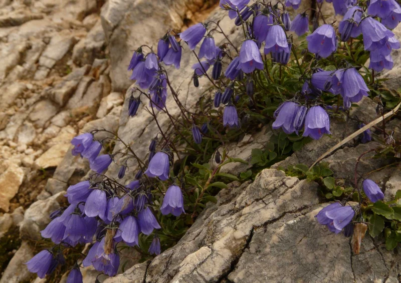 90002 Natur - Glockenblume Puzzle