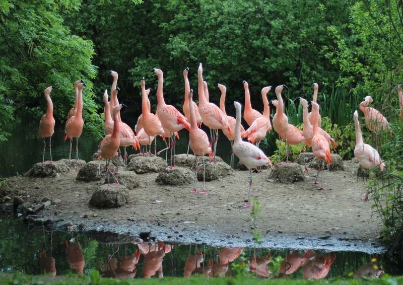 96019 Tierwelt - Flamingo Puzzle