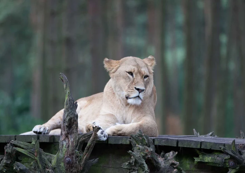 90481 Tierwelt - Löwin Puzzle