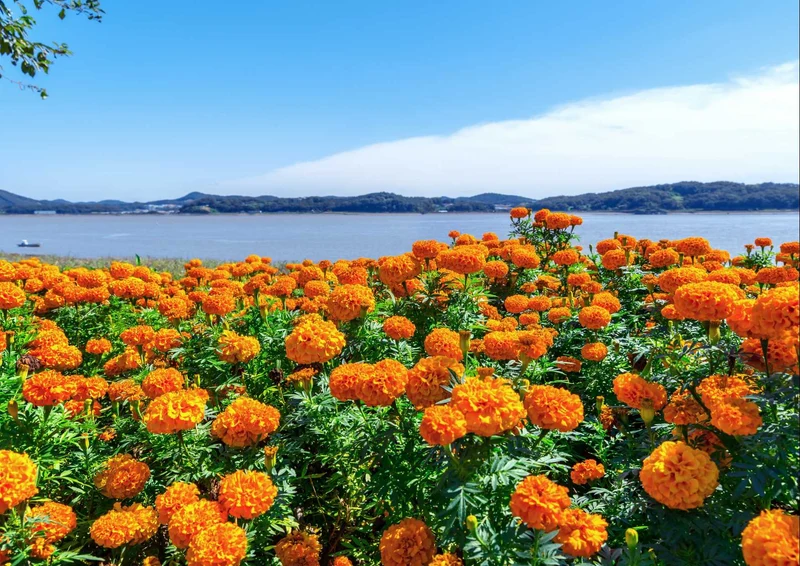 95953 Natur - Blumenwiese Puzzle