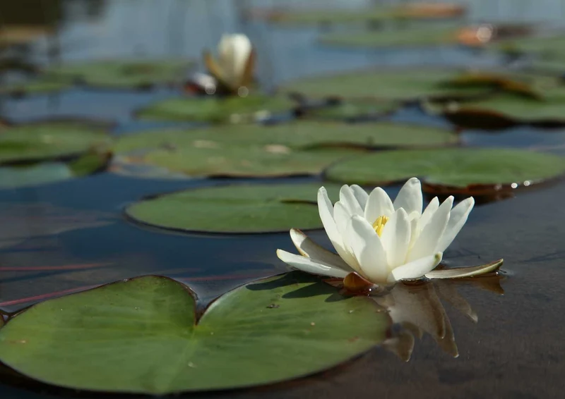 90547 Natur - Seerose Puzzle