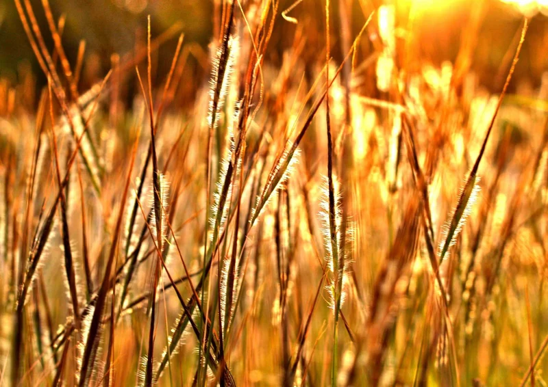 90107 Natur - Gräser Puzzle