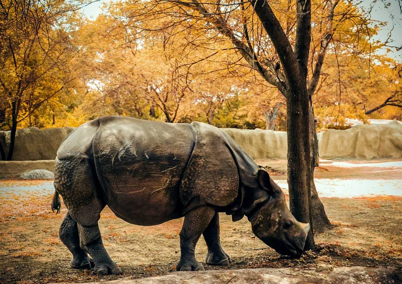 90583 Tierwelt - Nashorn Puzzle
