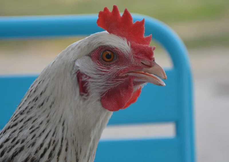 90128 Tierwelt - Huhn Puzzle